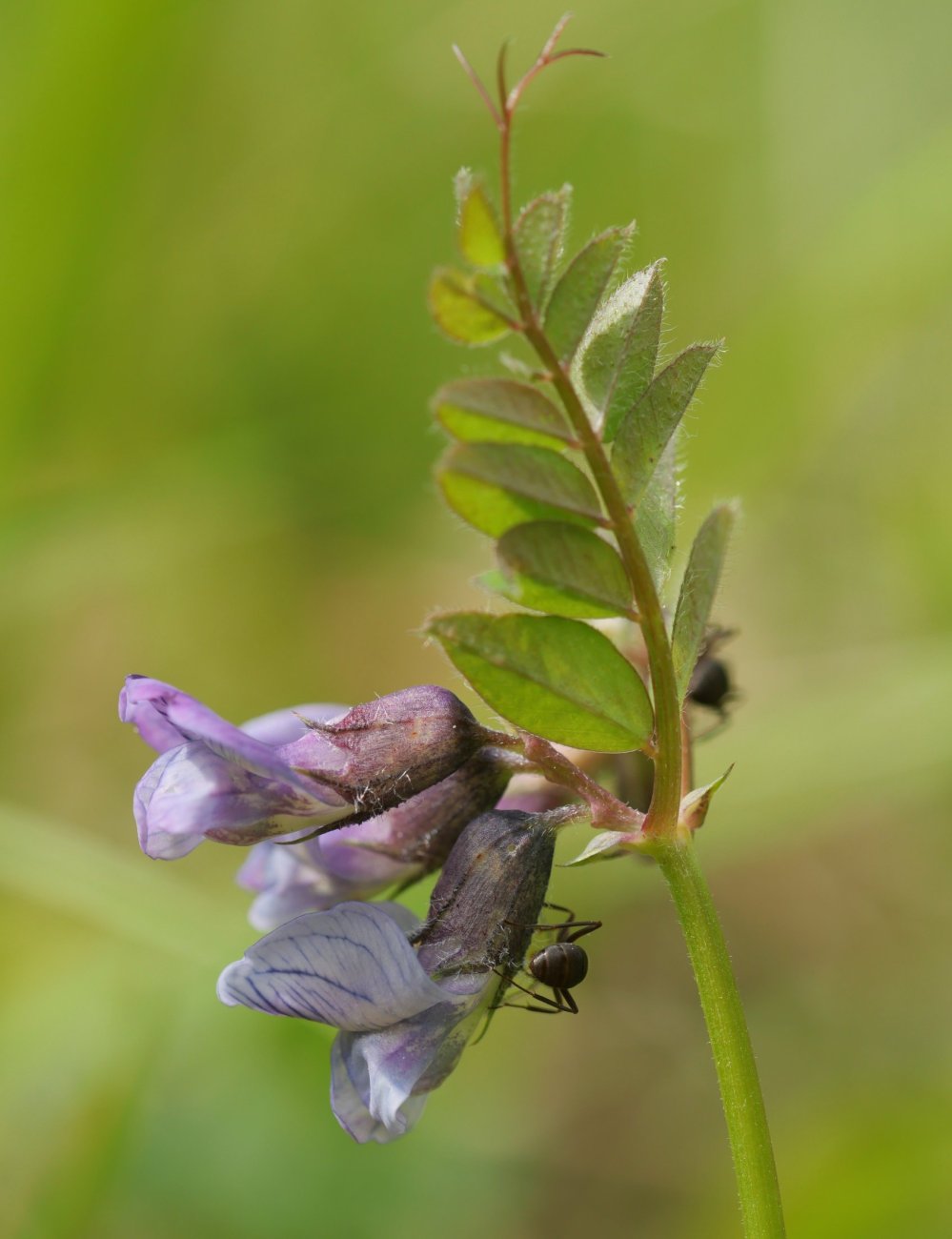 Vicia sepium Madotz aldean