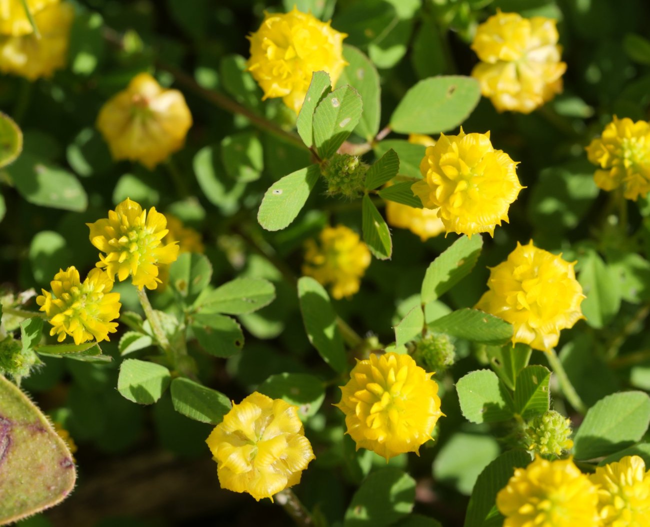 Trifolium campestre, Beraskoain aldean