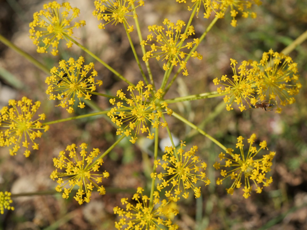 Thapsia villosa Etxauriko bizkarrean