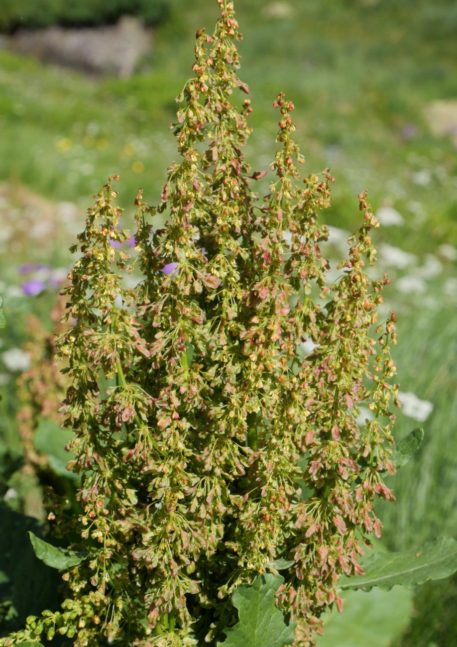 Rumex pseudoalpinus Barranco de Culivillas bailaran (1900 m.)