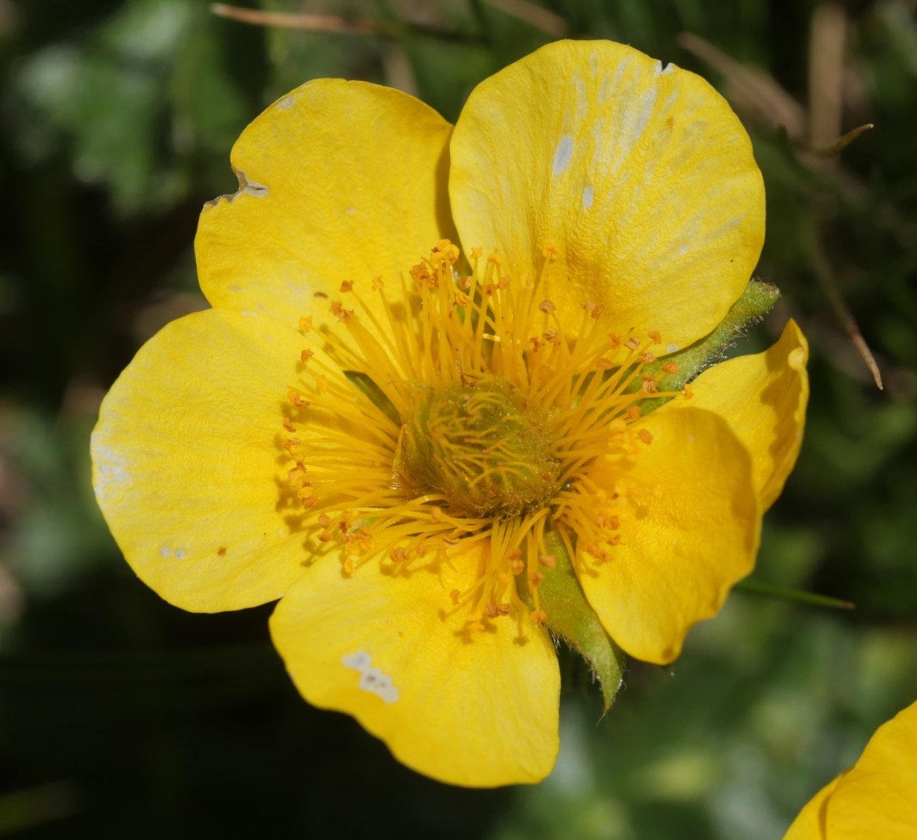 Geum montanum, Anayeteko iboien bazterrean