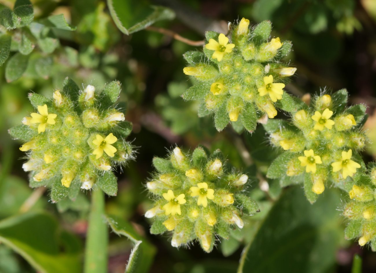 Alyssum alyssoides Madalen mendian, Sakana aldean