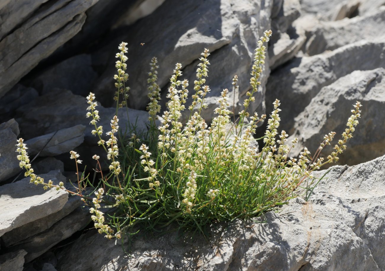 Reseda glauca Larra aldean