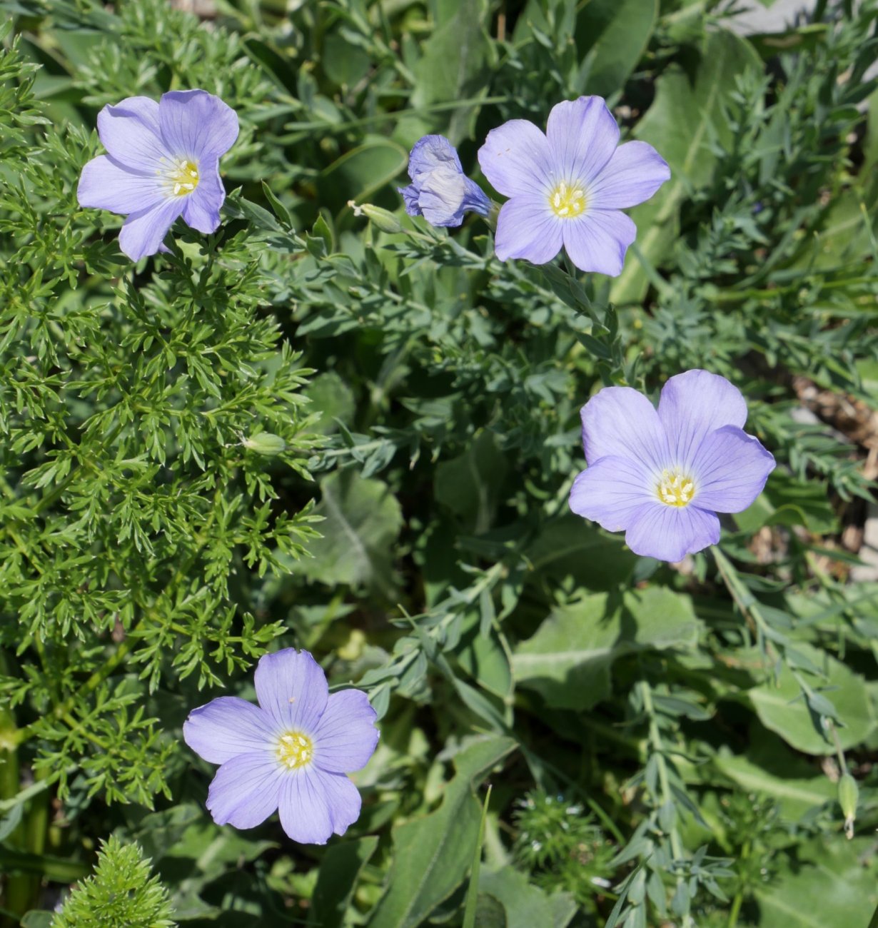Linum alpinum Larran
