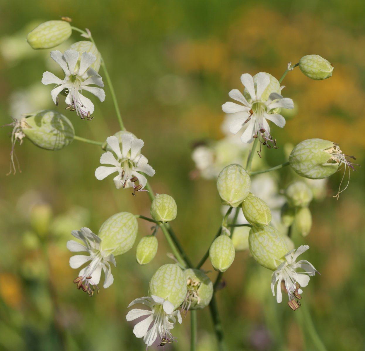 Silene vulgaris prostrata Larra aldean