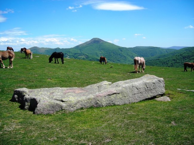 Luurzuko lepoa zutarria