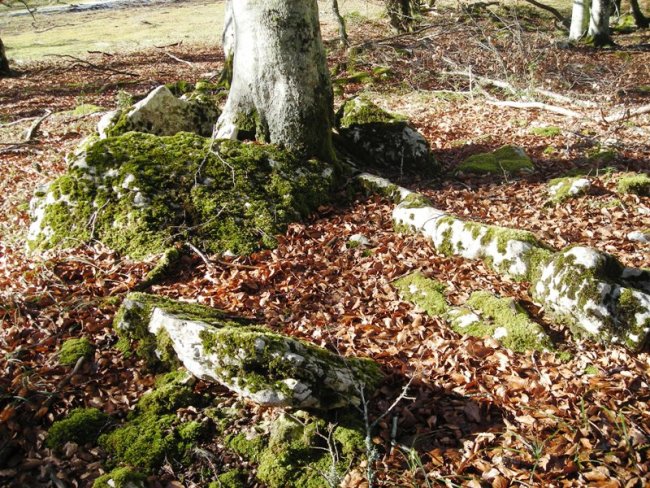 Arantzadia trikuharria