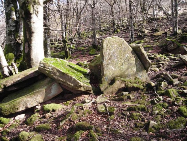 Argibel 4 trikuharria