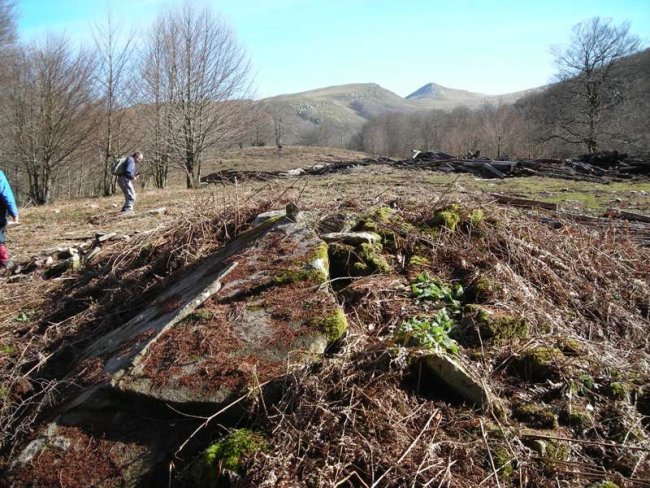 Loiketa  2 trikuharria