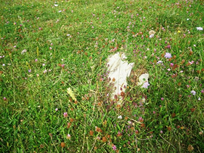 Fuente de los Clérigos 2 trikuharria