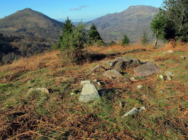 Larria IV trikuharria