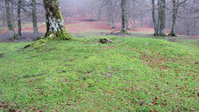 Petilarre trikuharria