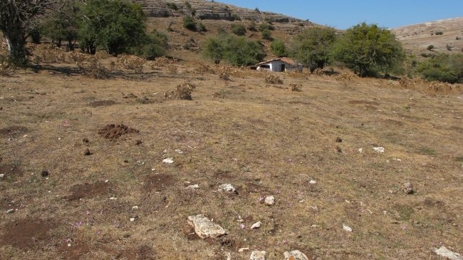 Ixaren 2 mendebalde tumulua, Andia