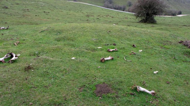 Sosaportillo 1 ipar etxola hondoa, Andia