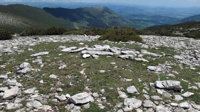 Ezpeleta tumulua, Andia