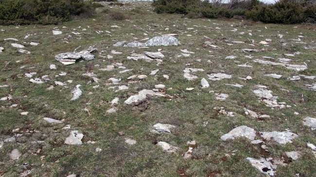 Mortxe trikuharria, Egilor-Ollo