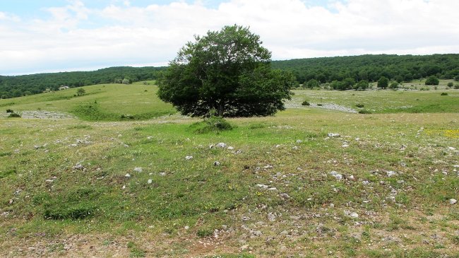 Bardoitza 6 tumulua, Urbasa