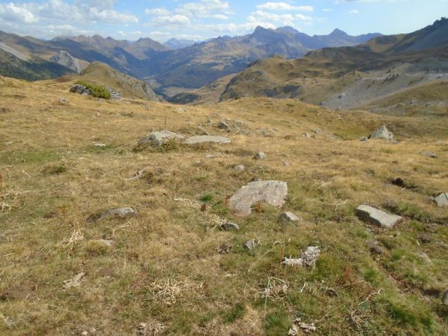 ansotiello trikuharria