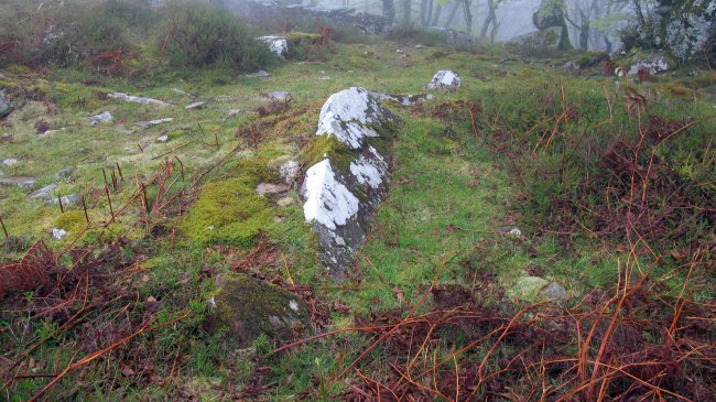 Zaharretako lepoa trikuharria, Beartzun-Baztan
