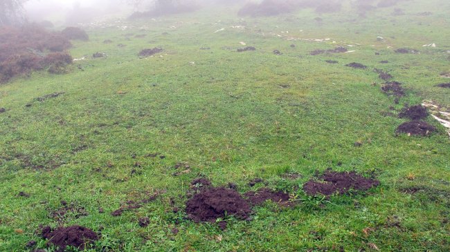 Pokapena 6 etxola hondoa, Andia