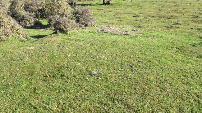 Iguzpegi 6 etxola hondoa, Andia