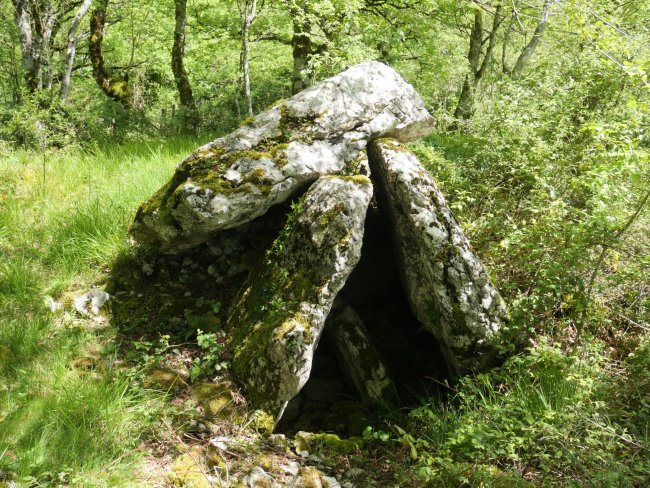 Armendiaga trikuharria, Aralar